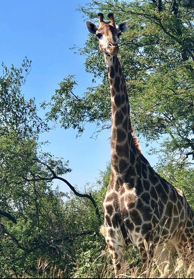 south-africa giraffe